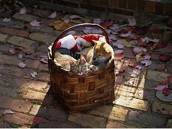 《拳皇15》预购纪念活动首弹开启《拳皇14》半价