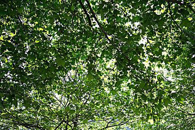 宝可梦大泄露：第十代、开放世界、未来规划一览无遗